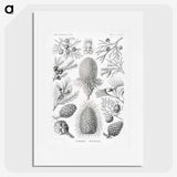 2-42_Ernst-Haeckel_picture