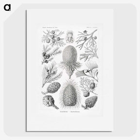2-42_Ernst-Haeckel_picture