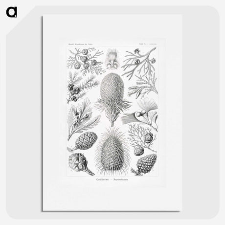 2-42_Ernst-Haeckel_picture