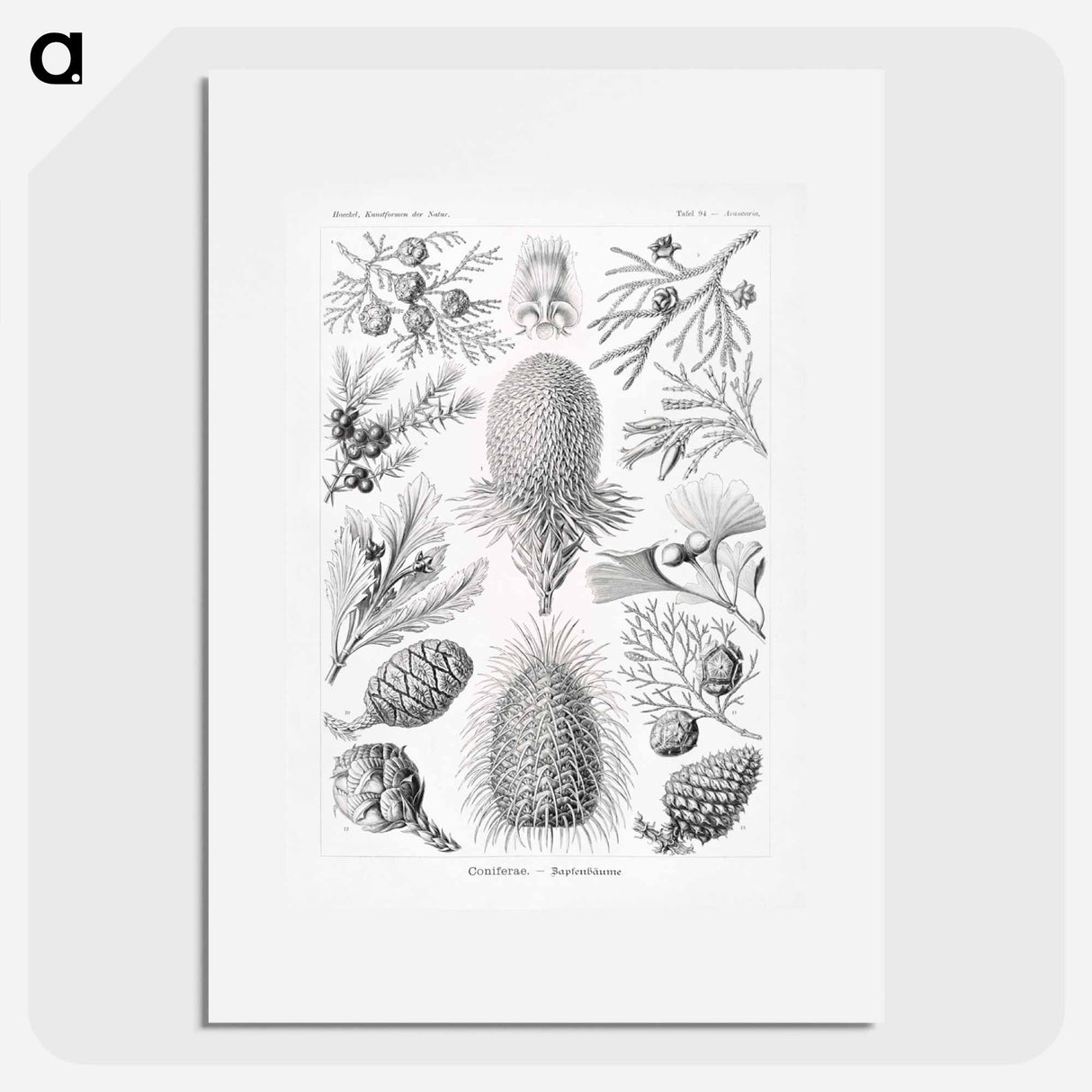Coniferae–Bapfenbäume - エルンスト ヘッケル Poster.