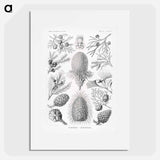 Coniferae–Bapfenbäume - エルンスト ヘッケル Poster.