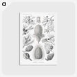 2-42_Ernst-Haeckel_postcard