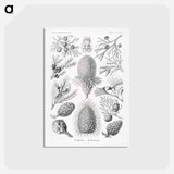 アートポストカード-Coniferae–Bapfenbäume - エルンスト ヘッケル Postcard.