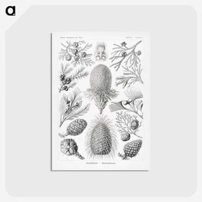 2-42_Ernst-Haeckel_postcard