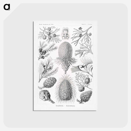 アートポストカード-Coniferae–Bapfenbäume - エルンスト ヘッケル Postcard.