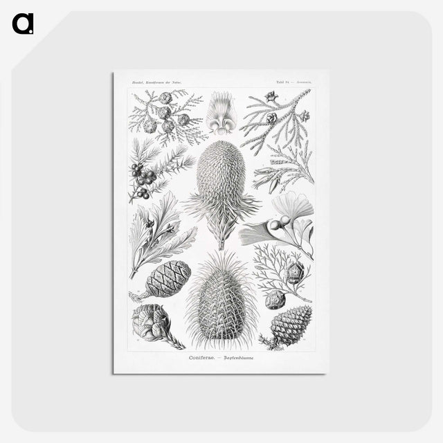 2-42_Ernst-Haeckel_postcard