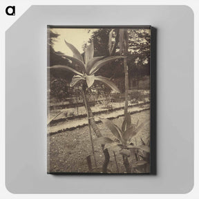 アートパネル-Mexican Plant
 - ウジェーヌ アジェ Canvas.