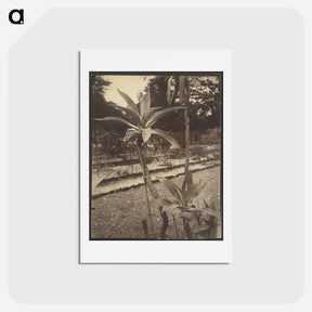 アートポストカード-Mexican Plant
 - ウジェーヌ アジェ Postcard.