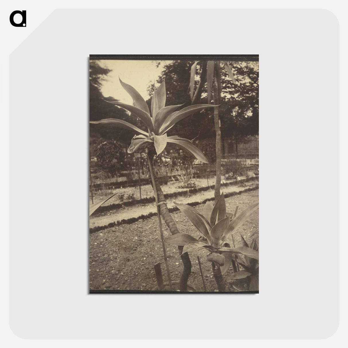 アートポストカード-Mexican Plant
 - ウジェーヌ アジェ Postcard.
