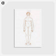 アートポストカード-Anterior View of Human Figure
 - ジョージ スタッブス Postcard.