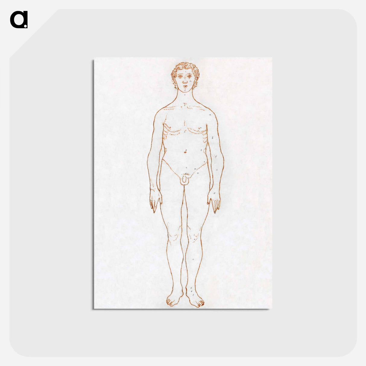 アートポストカード-Anterior View of Human Figure
 - ジョージ スタッブス Postcard.