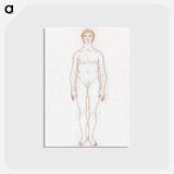 アートポストカード-Anterior View of Human Figure
 - ジョージ スタッブス Postcard.