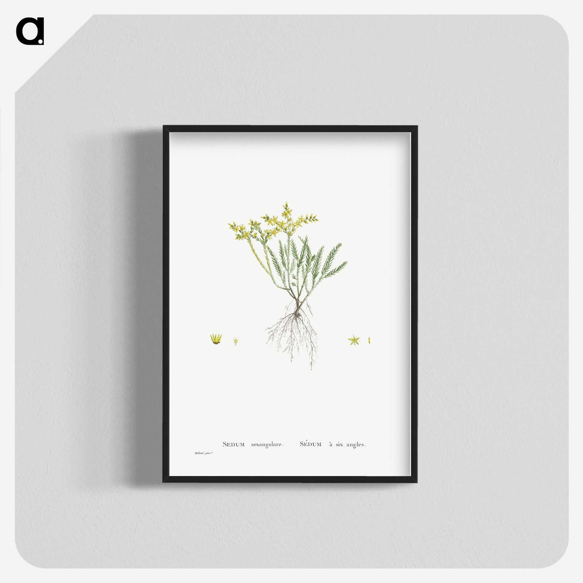 2-42_Histoire-des-Plantes-Grasses_blk-crop