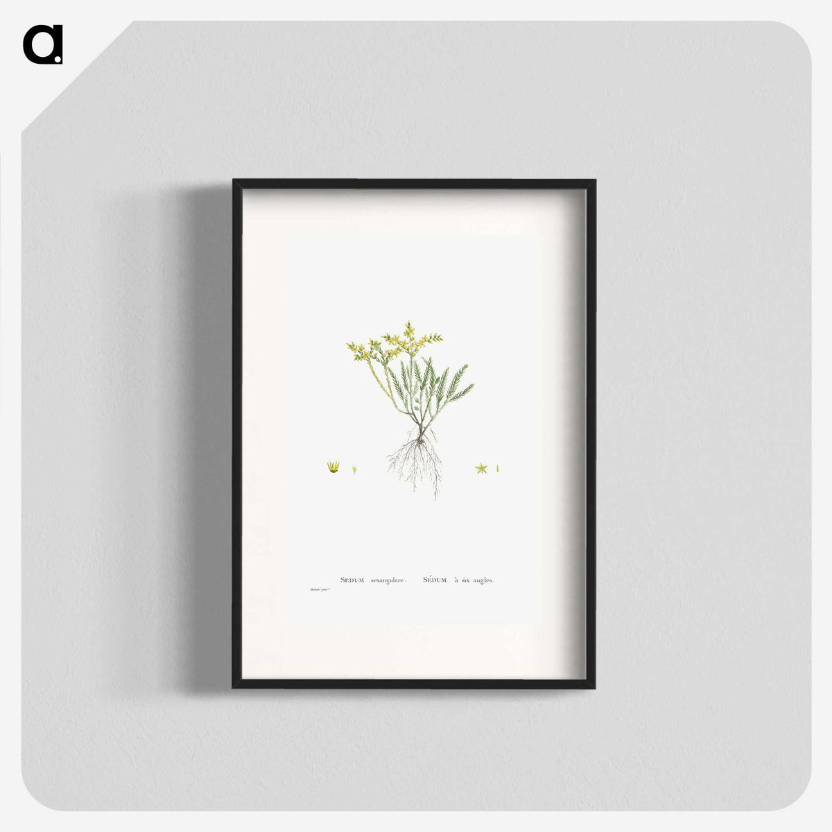 2-42_Histoire-des-Plantes-Grasses_blk