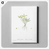 2-42_Histoire-des-Plantes-Grasses_canvas