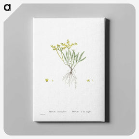 2-42_Histoire-des-Plantes-Grasses_canvas