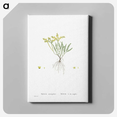 2-42_Histoire-des-Plantes-Grasses_canvas