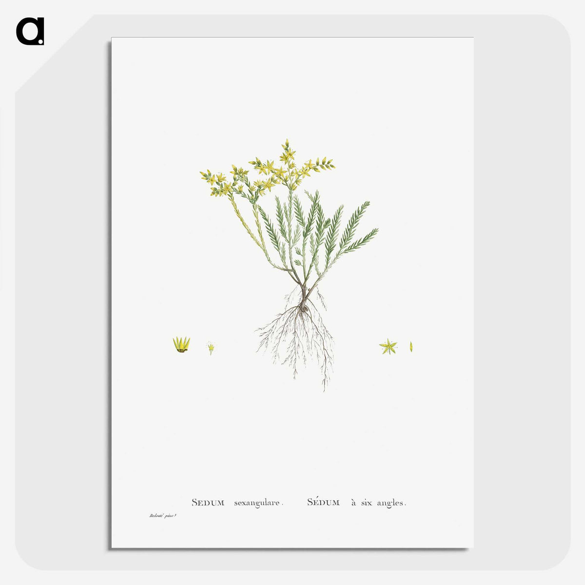 2-42_Histoire-des-Plantes-Grasses_picture-crop