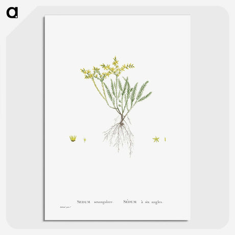 2-42_Histoire-des-Plantes-Grasses_picture-crop