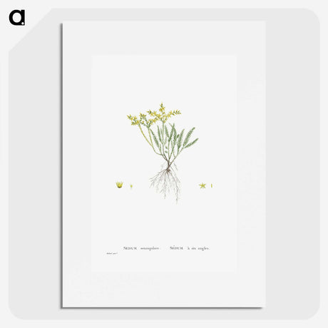 2-42_Histoire-des-Plantes-Grasses_picture