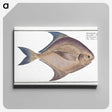 2-42_Ichtyologie-ou-Histoire-naturelle_canvas