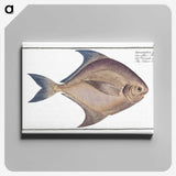2-42_Ichtyologie-ou-Histoire-naturelle_canvas