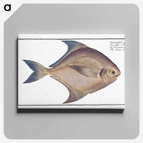 2-42_Ichtyologie-ou-Histoire-naturelle_canvas