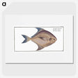 2-42_Ichtyologie-ou-Histoire-naturelle_picture