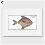 2-42_Ichtyologie-ou-Histoire-naturelle_picture