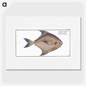 2-42_Ichtyologie-ou-Histoire-naturelle_picture