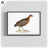 2-42_Indian-Zoology_blk-crop