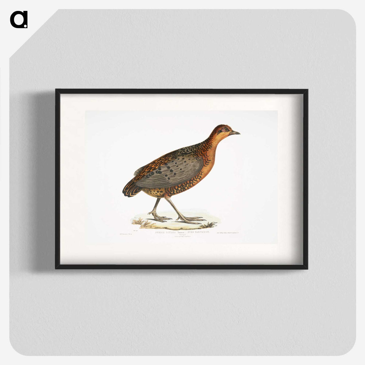 2-42_Indian-Zoology_blk