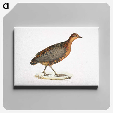 2-42_Indian-Zoology_canvas