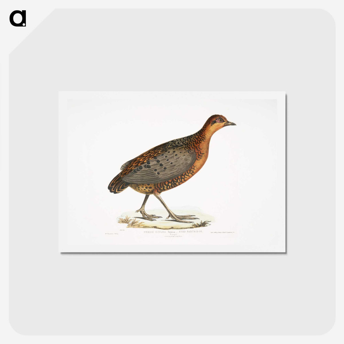 2-42_Indian-Zoology_hagaki