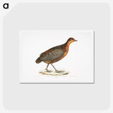 2-42_Indian-Zoology_hagaki
