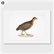 2-42_Indian-Zoology_picture