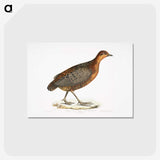 2-42_Indian-Zoology_postcard