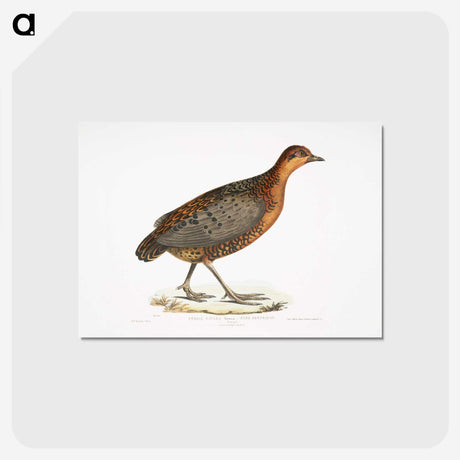 2-42_Indian-Zoology_postcard
