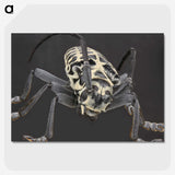 2-42_Insects-Unlocked-Project_picture-crop