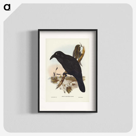 2-42_John-Gould_blk