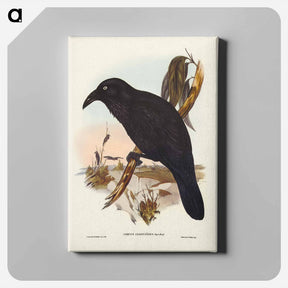 アートパネル-White-eyed Crow
 - ジョン グールド Canvas.
