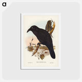 アートポストカード-White-eyed Crow
 - ジョン グールド Postcard.