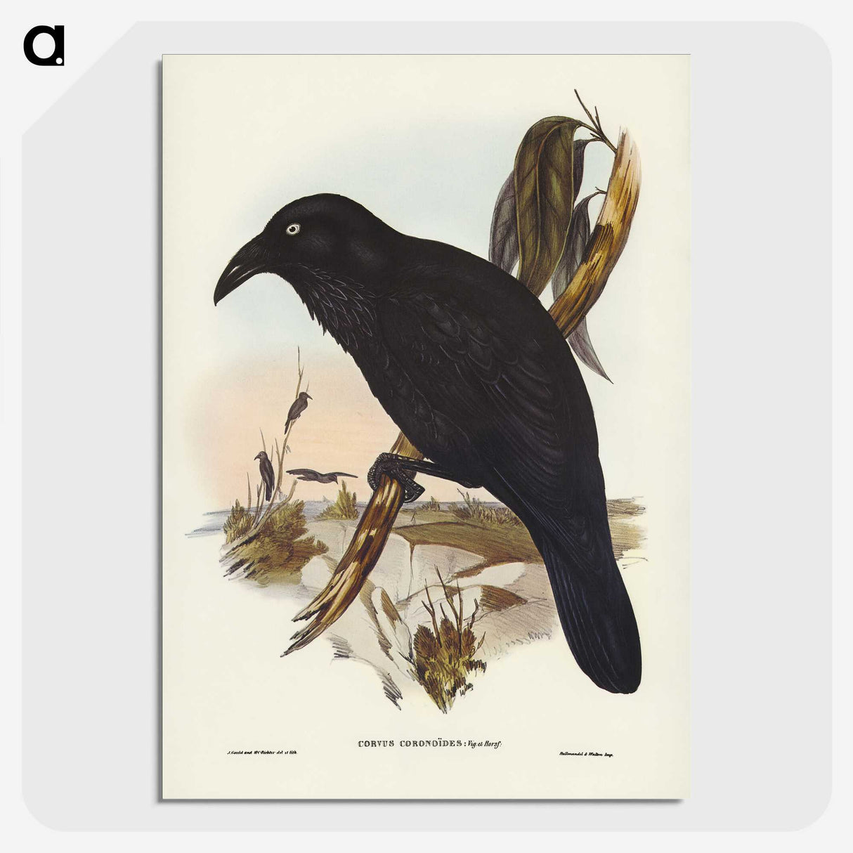 2-42_John-Gould_picture-crop