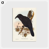 アートポストカード-White-eyed Crow
 - ジョン グールド Postcard.