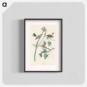 アートポスター-Yellow-crown Warbler
 - ジョン ジェームス オーデュボン Poster.