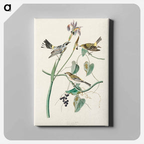 アートパネル-Yellow-crown Warbler
 - ジョン ジェームス オーデュボン Canvas.