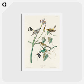 アートポストカード-Yellow-crown Warbler
 - ジョン ジェームス オーデュボン Postcard.