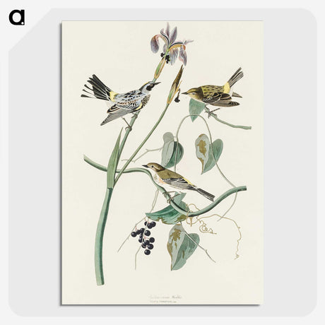 2-42_John-James-Audubon_picture-crop
