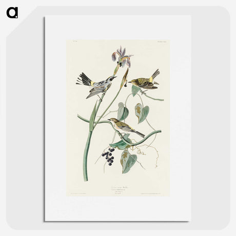2-42_John-James-Audubon_picture