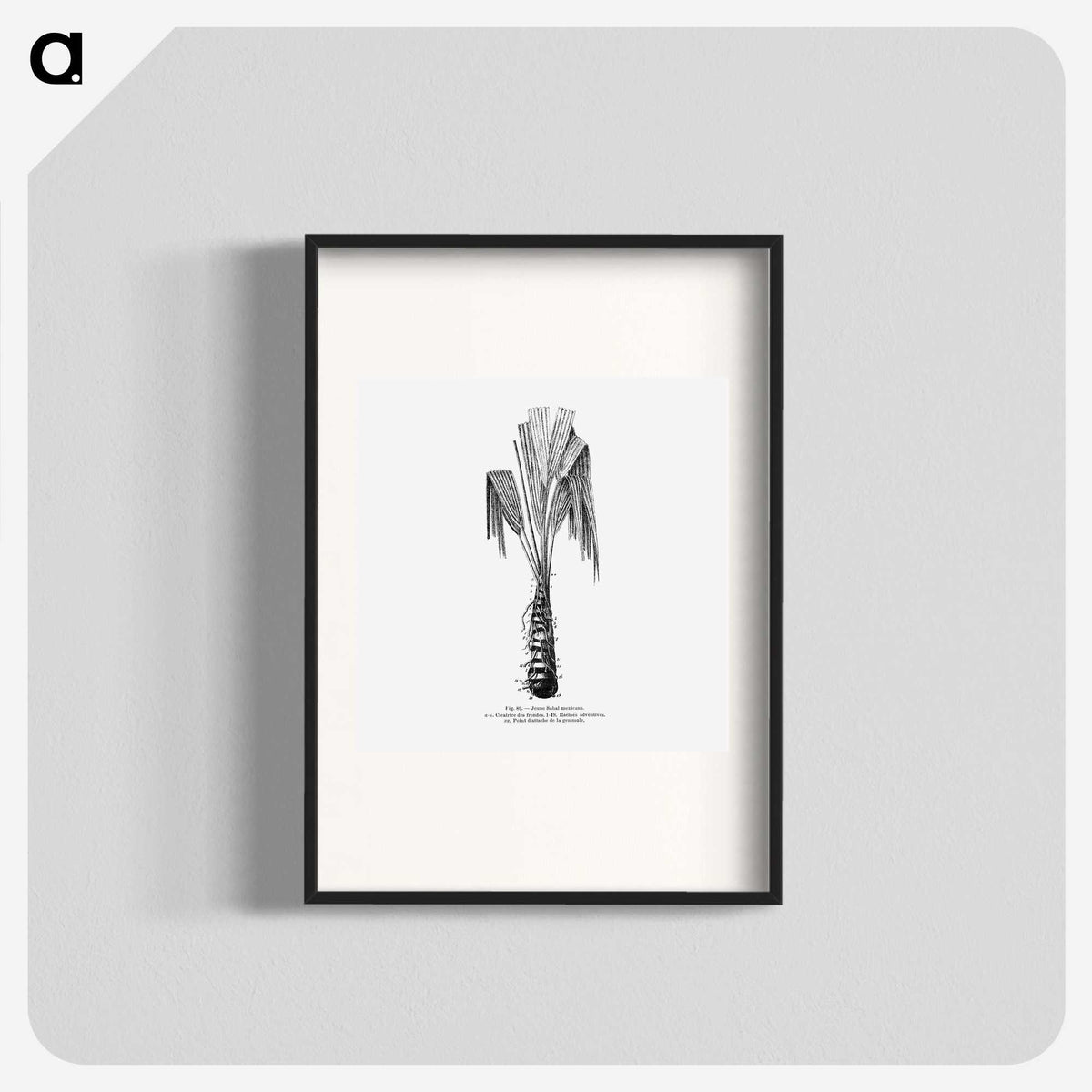 2-42_Les-Palmiers-Histoire-Iconographique_blk
